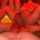 lesbian threesome orange light
