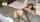 butt plug sex toy brunette