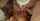 brunette cumshot cum in mouth