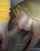 blonde horny blowjob