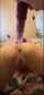 amateur dildo anal