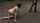 petgirl bdsm outdoor