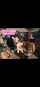 miltary gangbang dpp