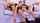 claudia ferrari stella hot james brossman