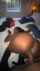 amateur big ass ebony