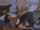 coreena james brossman cumshot