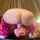 queef groan dildo