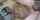 asian jav japanese