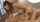 asian double penetration anal