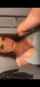 latina dildo blowjob