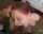 blowjob cock worship cock sucking