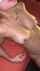 double penetration bbc
