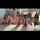 amateur video girls