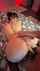 amateur doggystyle pov