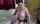 dark hair small tits amateur