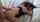 amateur doggy couples