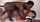 black interracial bbc