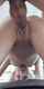 orgasm doggy squirt