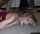interracial blonde bbc