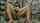 jav japanese store