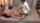 jav adult video