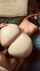 milf big ass doggy