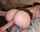 bwc doggy blowjob