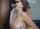 bbc interracial blowjob
