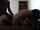 bbc amateur doggy