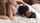 jav japanese missionary