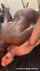 bbc squirt missionary