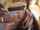 bbc interracial blowjob