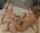 lesbian tribbing blonde