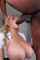 blonde bbc interracial