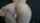 snowbunny creampie backshots