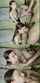camgirl amateur teen