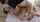 jav japanese missionary