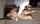 jav japanese missionary