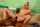 interracial creampie unwanted creampie