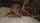 threesome bbc interracial