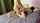 amateur doggy brunette