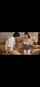camgirl amateur brunette