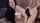 big tits porn ad pornhub