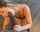 bbc blonde blowjob