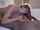 interracial big boobs straight