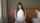 jav japan beauty