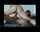 petty anal double penetration