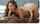 big cock sucking slim babe xhamster