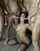 woman in gangbang five men brunette wife