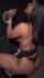 blowjob hotwife morena